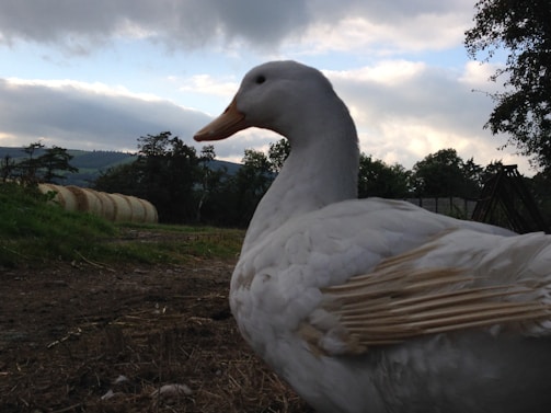 A peaceful countryside scene with ducks near a rustic barn in Kauffman, Texas.