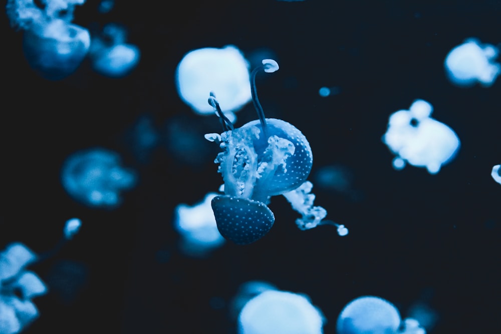 blue and white jellyfish in water