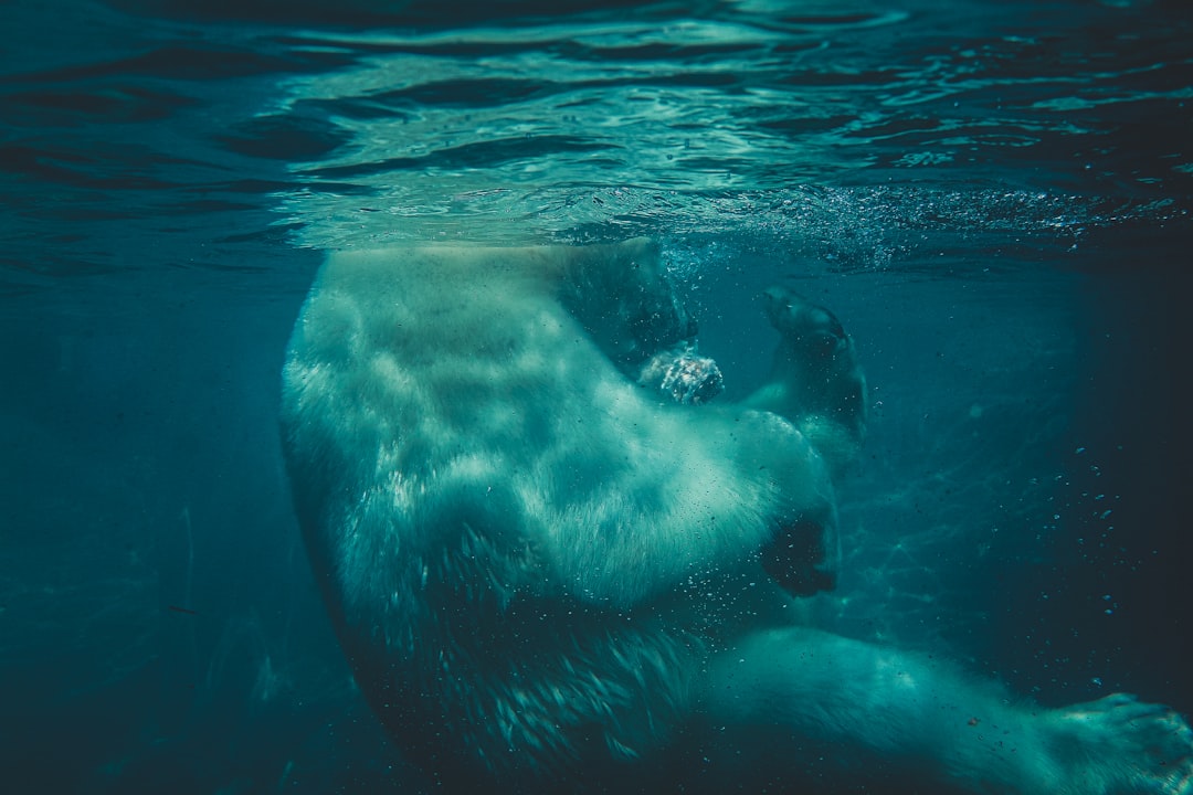 polar bear in body of water