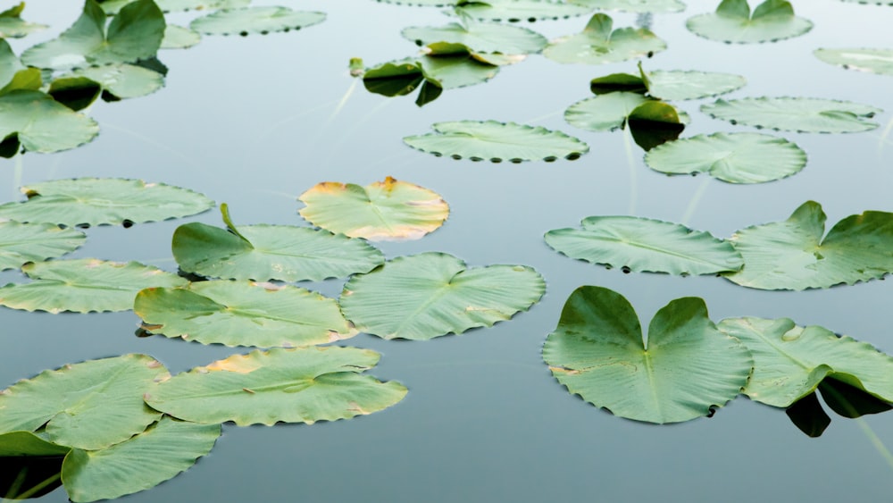 green leaves on water during daytime