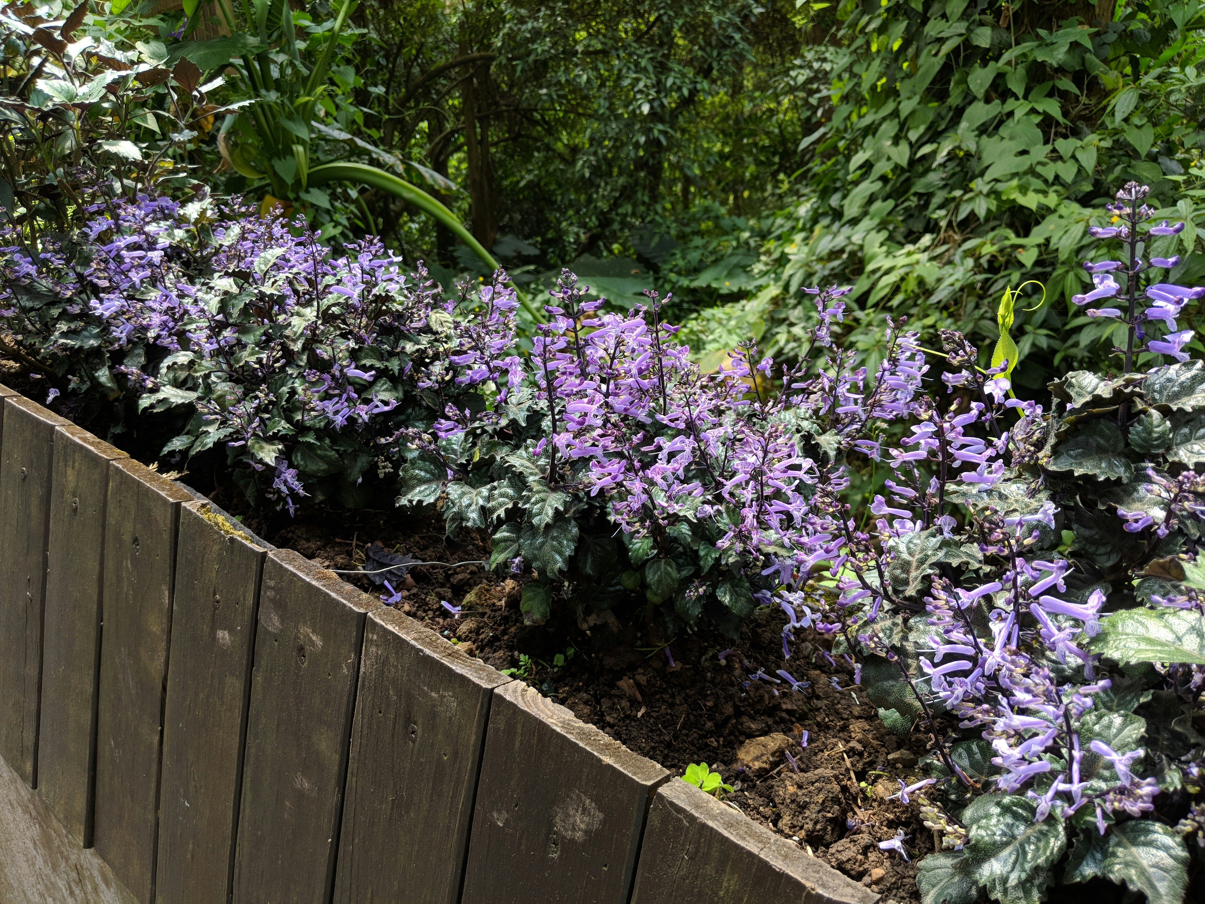 Rustic Wooden Planter