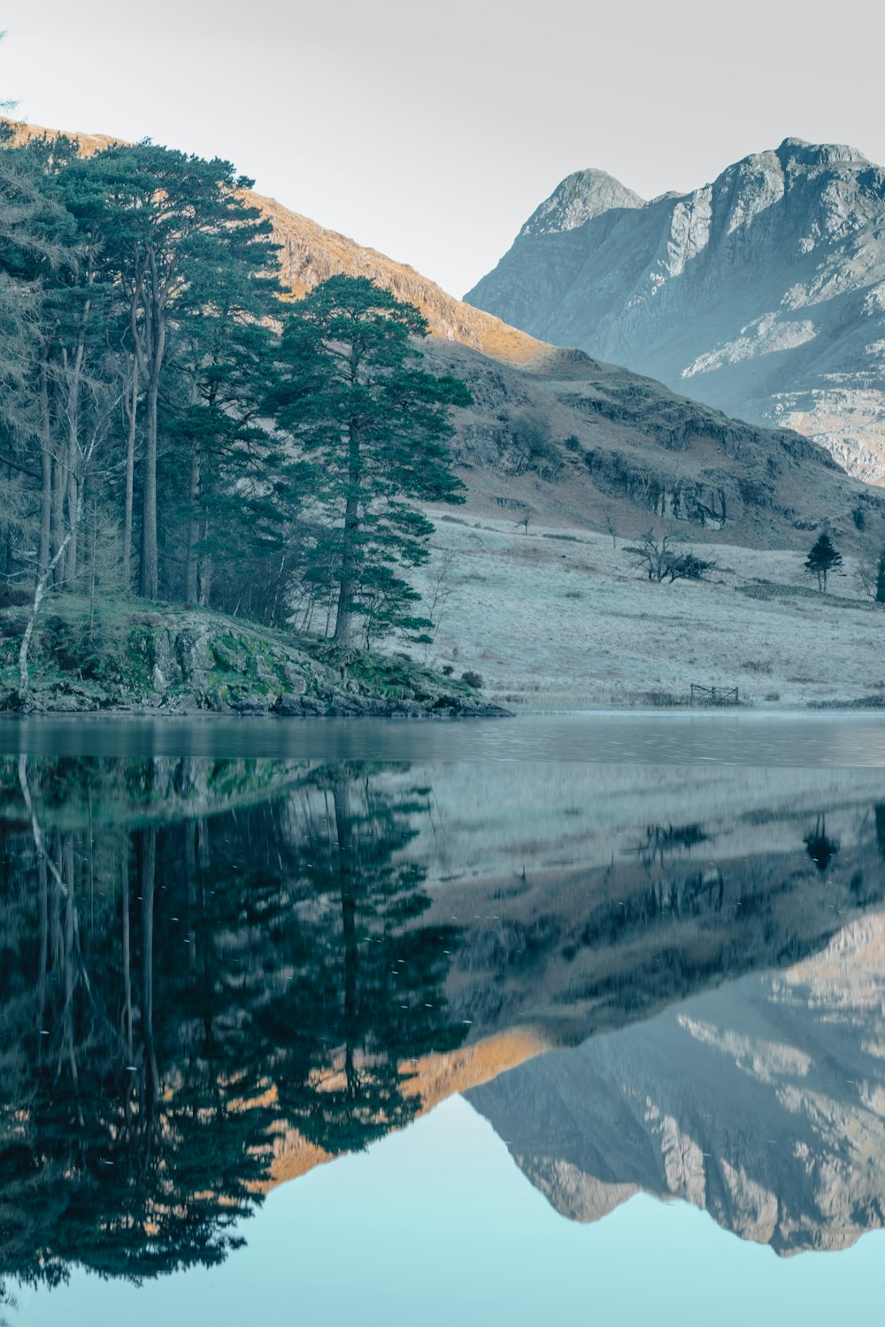 Grüne Bäume in der Nähe von See und Berg