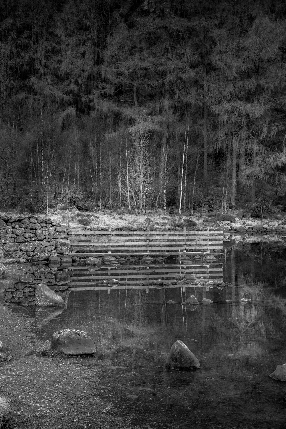 Foto en escala de grises de árboles y río