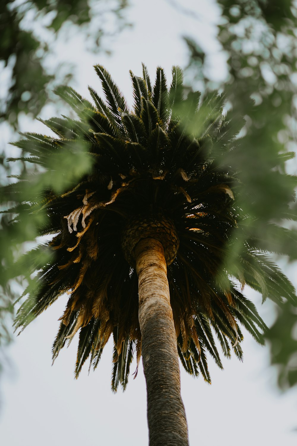 brown tree trunk with green leaves