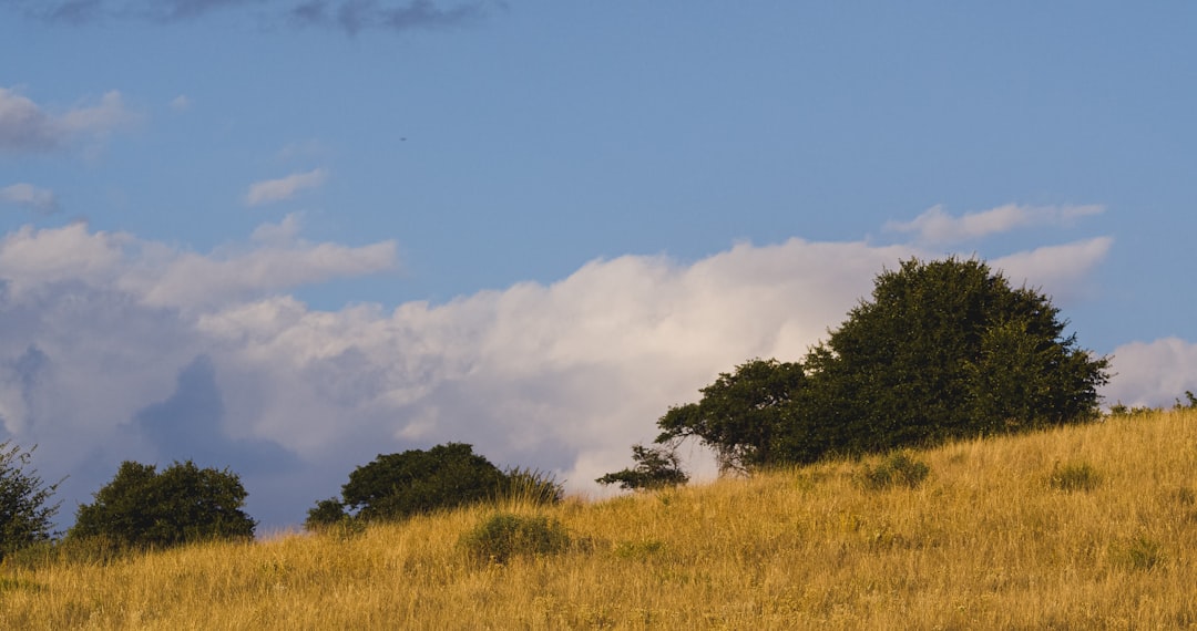 green grass field under blue sky during daytime