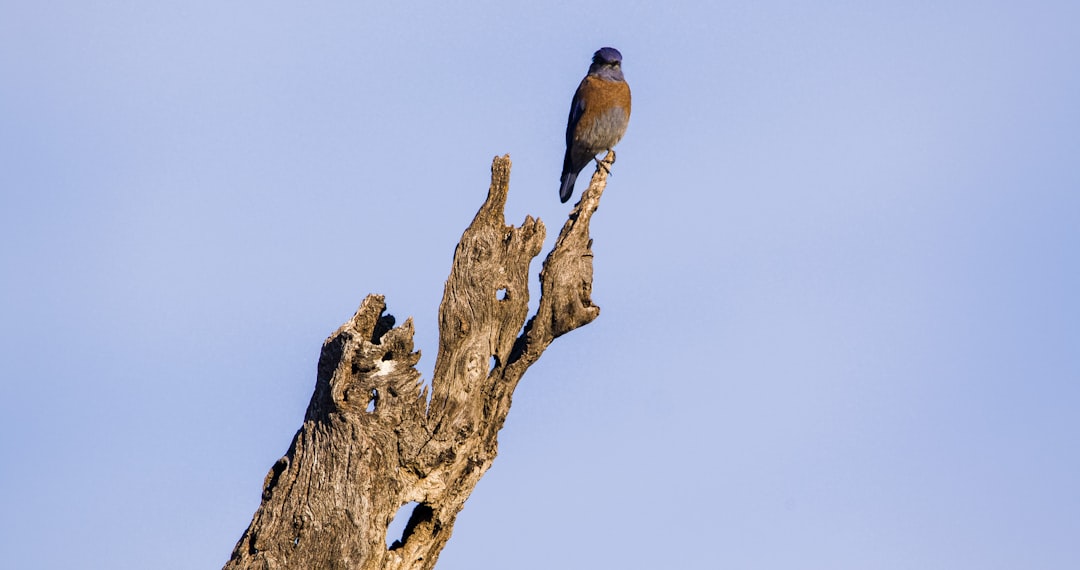 brown bird on brown tree branch during daytime