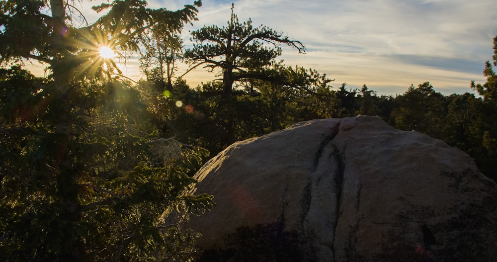 green trees on brown rock formation during daytime