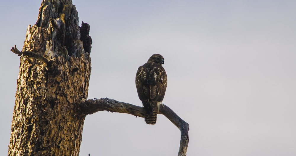 black and white bird on brown tree branch during daytime