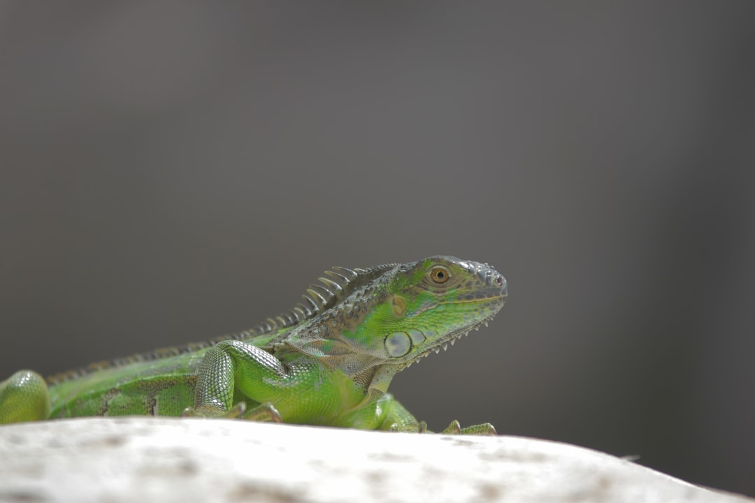green and black iguana on white textile,