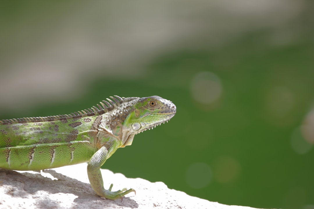 green and brown iguana on white rock,