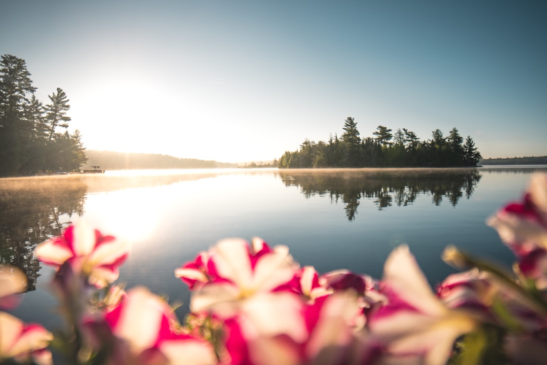 pink and white flowers near lake during daytime