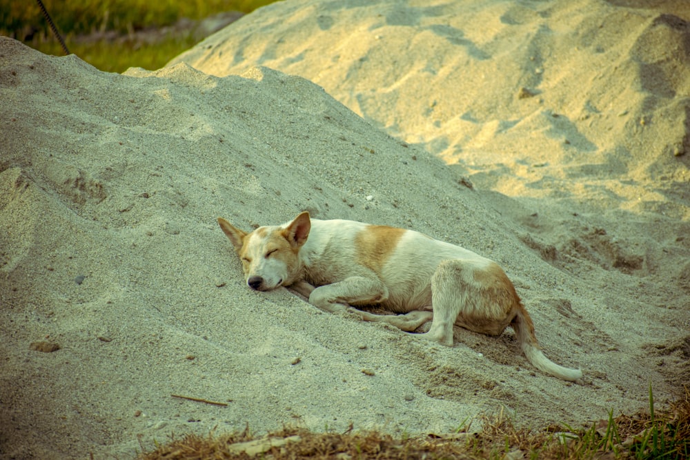 white and brown short coated dog on gray sand during daytime