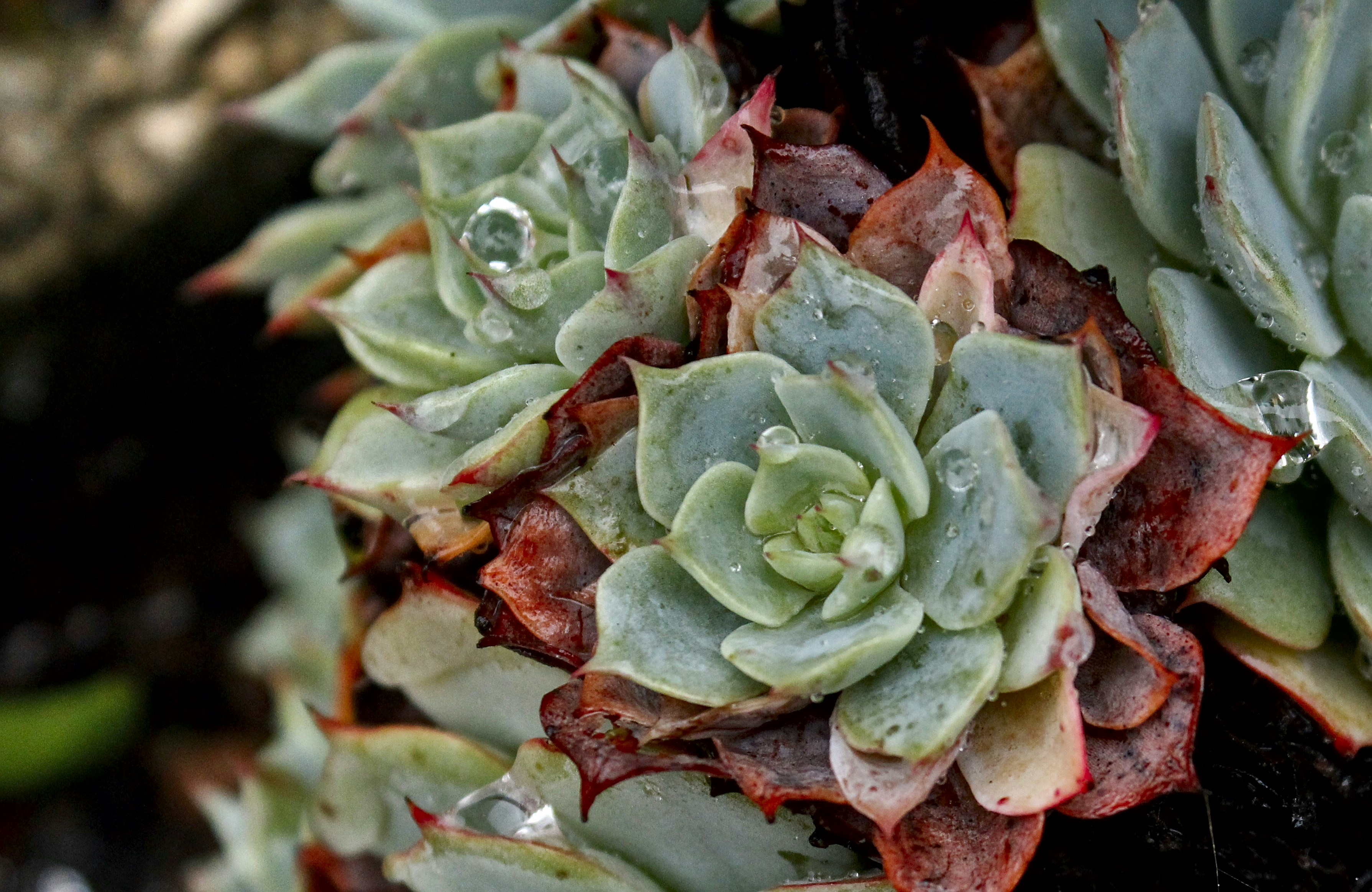 Photo by brunomiguel