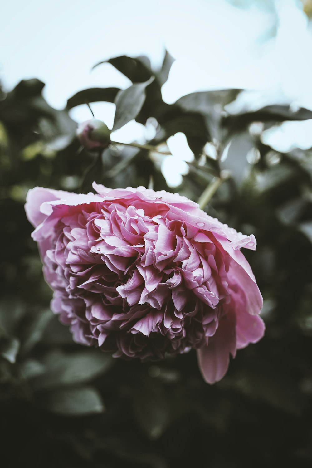 pink flower in tilt shift lens