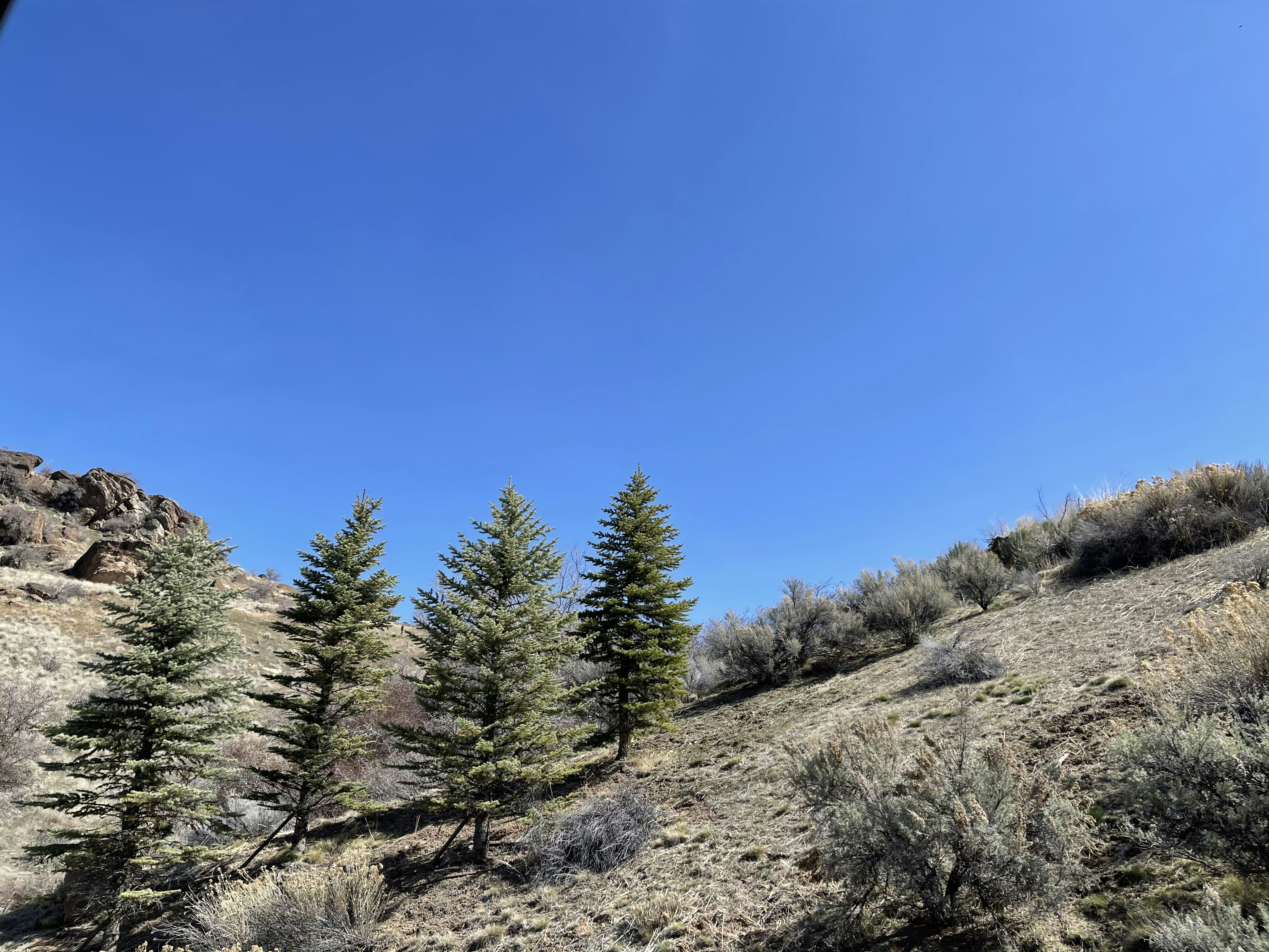 green pine trees on hill under blue sky during daytime, Boise, Idaho, foothills hillside with pine trees and sagebrush. Spring 2021.