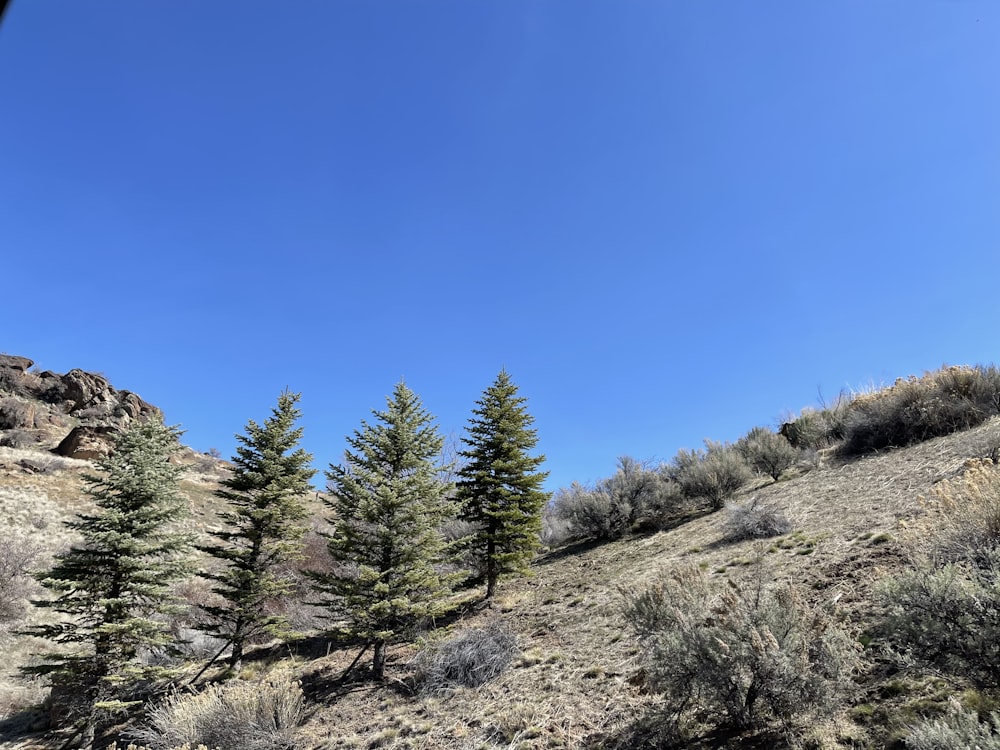 pinheiros verdes na colina sob o céu azul durante o dia