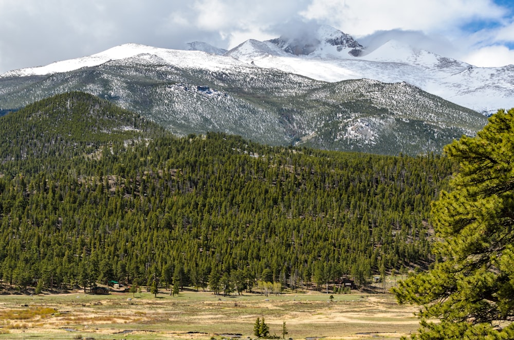 green trees near snow covered mountain during daytime