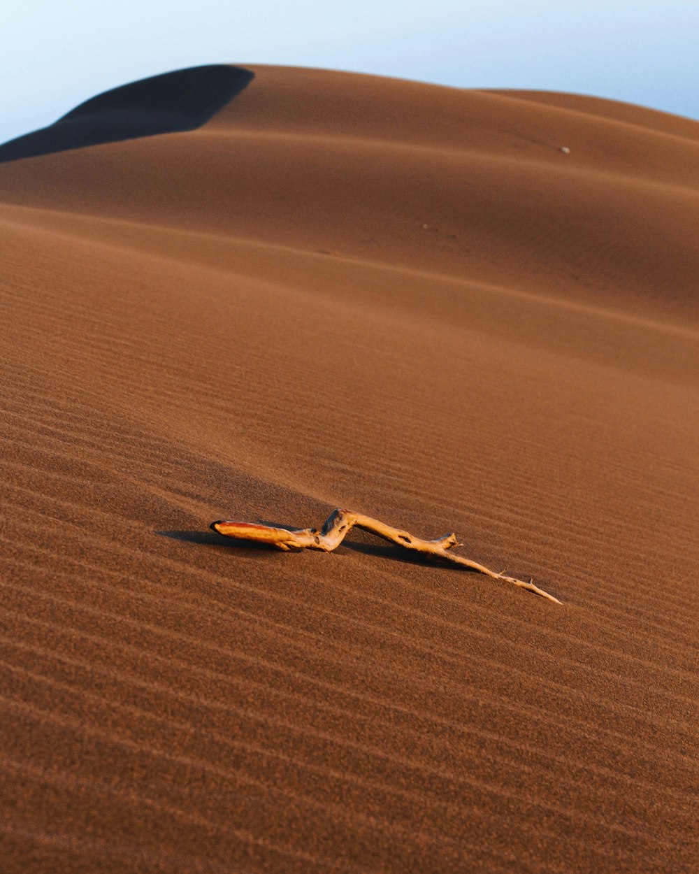 brown and white bird on brown sand