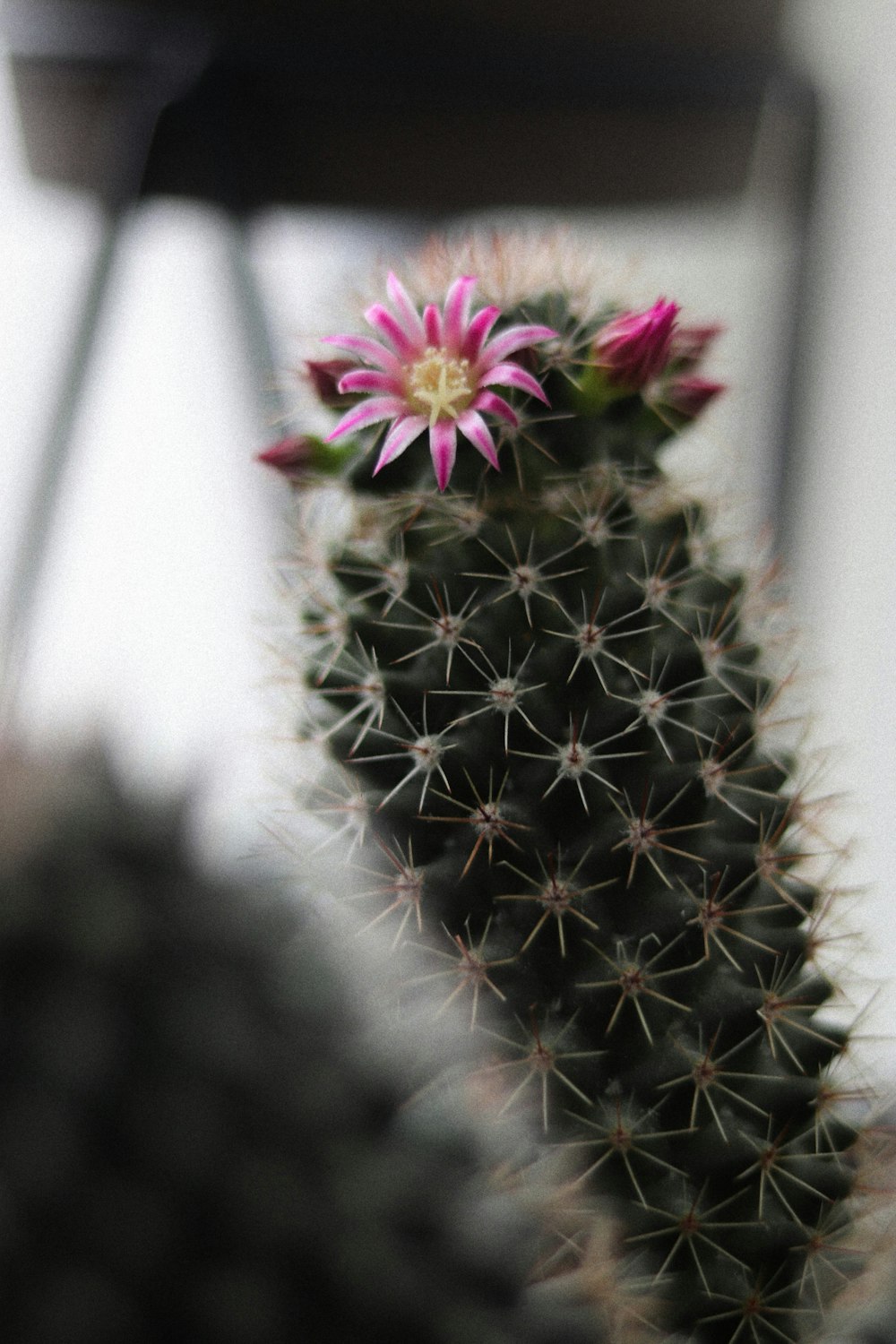 Planta de cactus verde y rosa