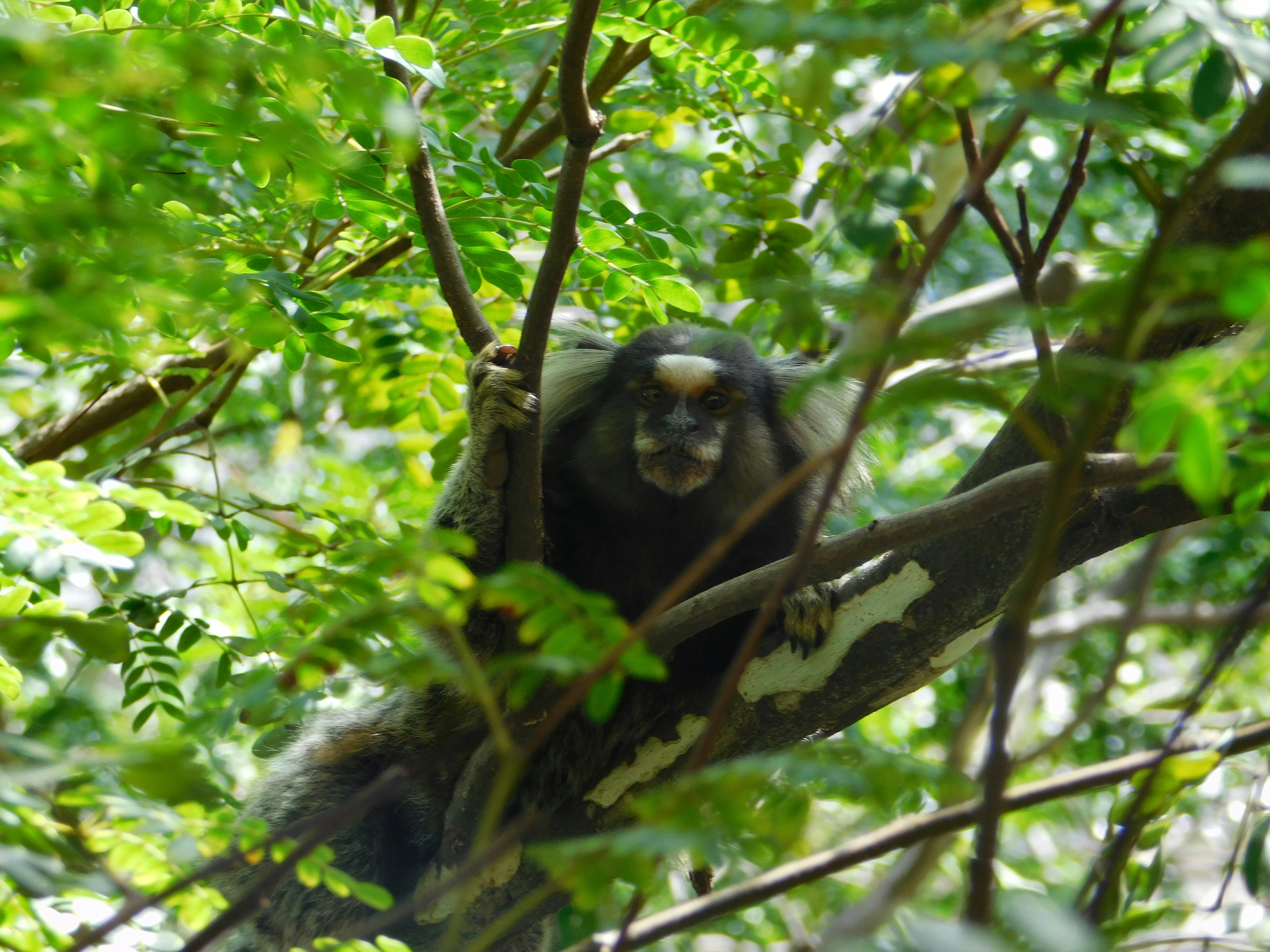 Lámina Científica Saguinus