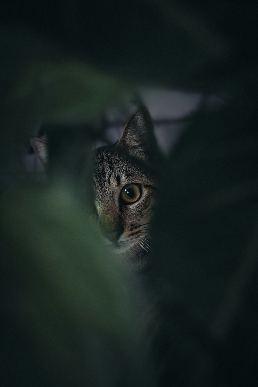 brown tabby cat in close up photography