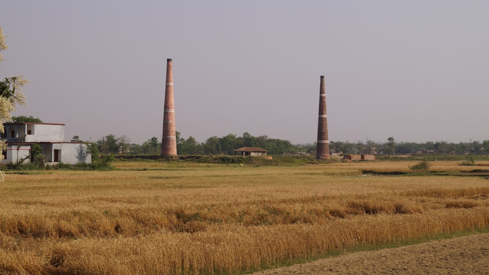 campo di erba marrone e verde