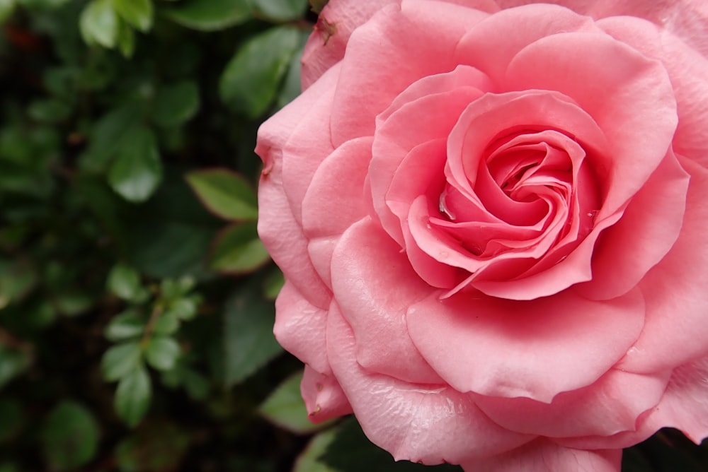 pink rose in bloom during daytime