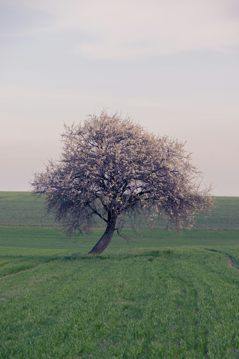 green tree on green grass field during daytime