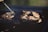 Several pieces of meat are cooking on a barbecue grill, with grill marks visible on the surface. Smoke rises from the grill, indicating that the meat is being cooked over an open flame. The environment suggests an outdoor setting with sunlight giving a warm glow to the scene.