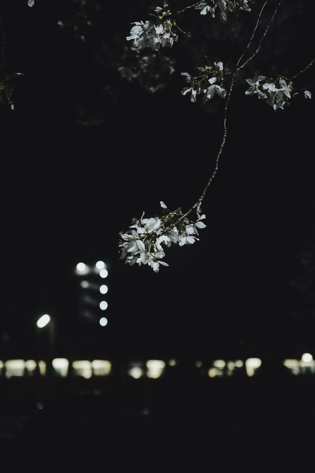 white string lights on tree during night time