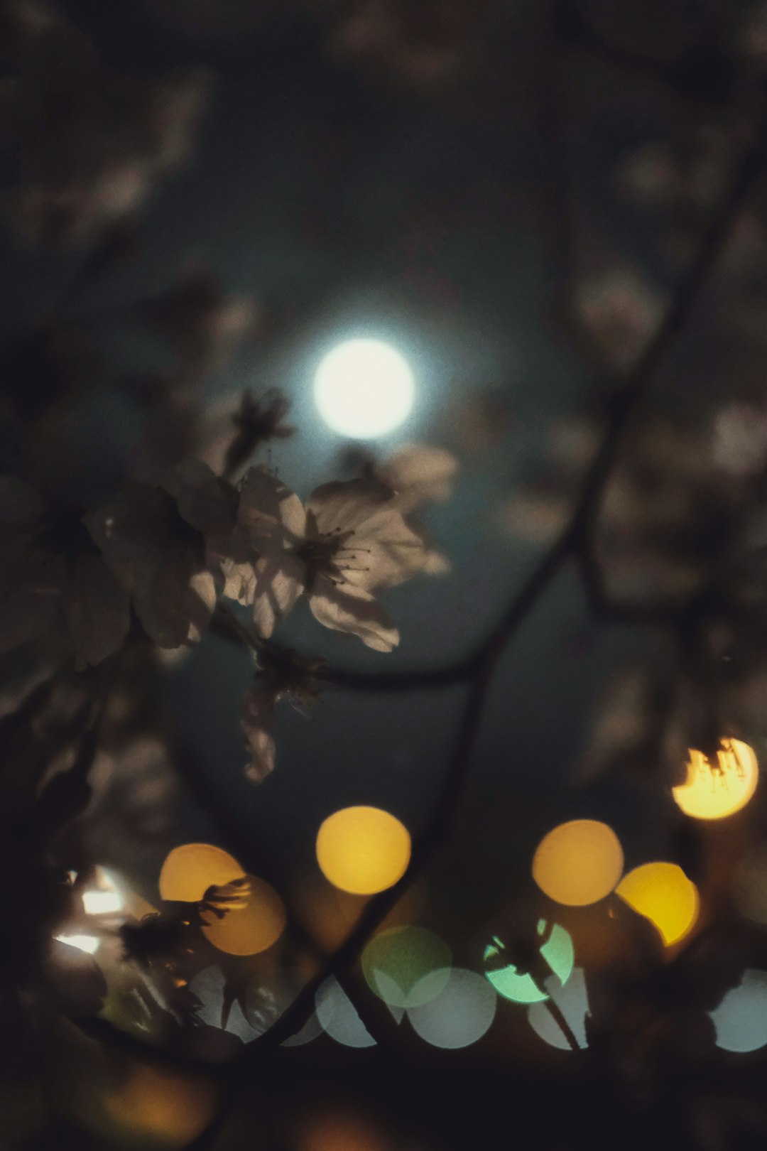 bokeh photography of brown leaves during night time