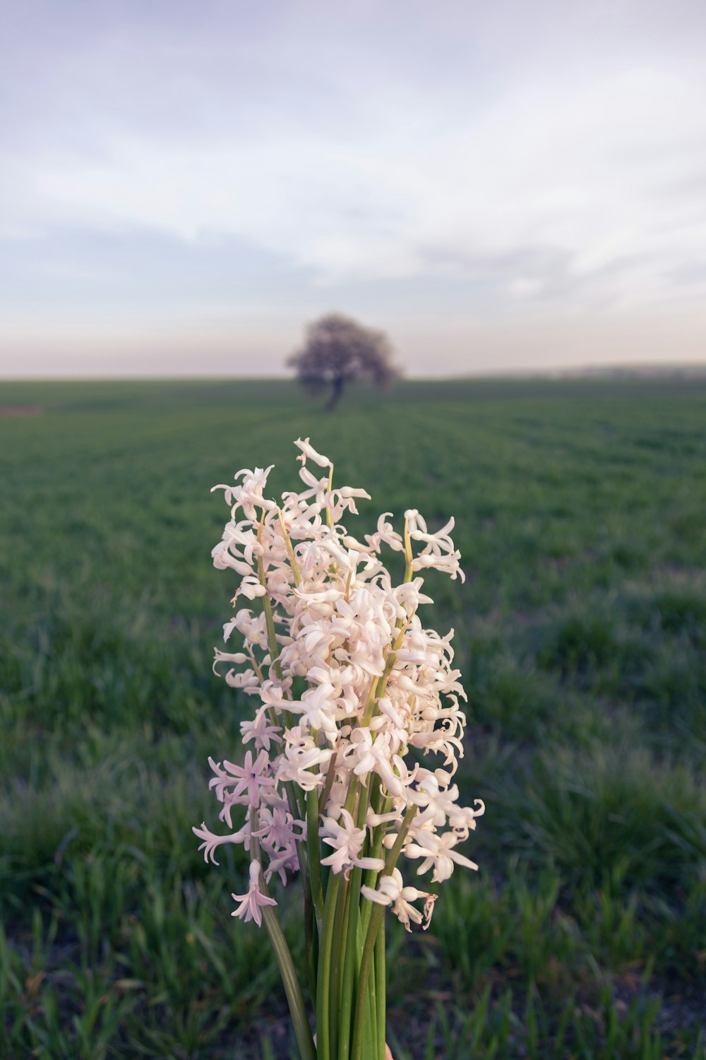 white flower on green grass field during daytime