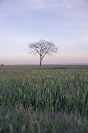 leafless tree on green grass field during daytime