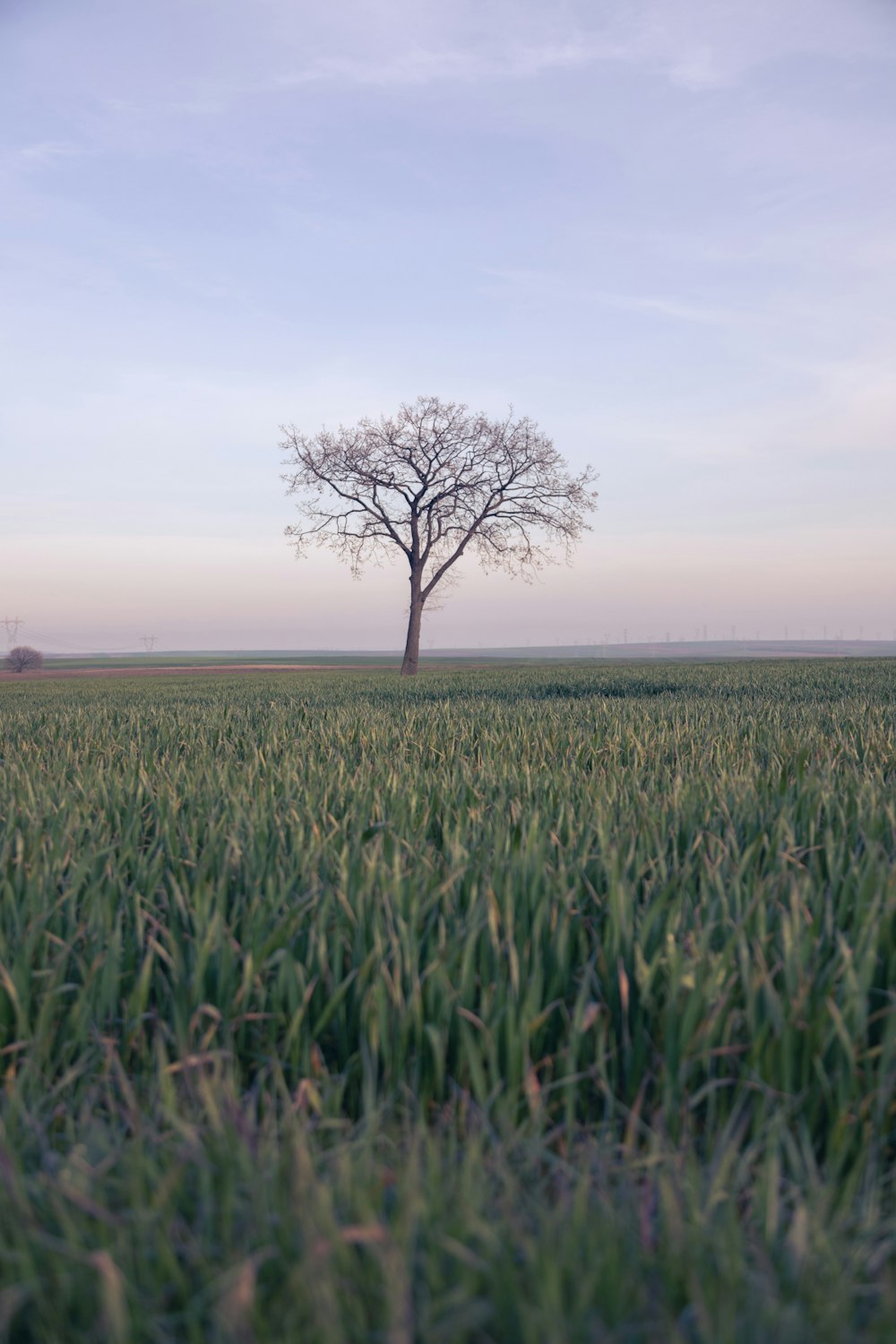 leafless tree on green grass field during daytime