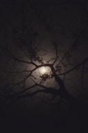 silhouette of tree during night time