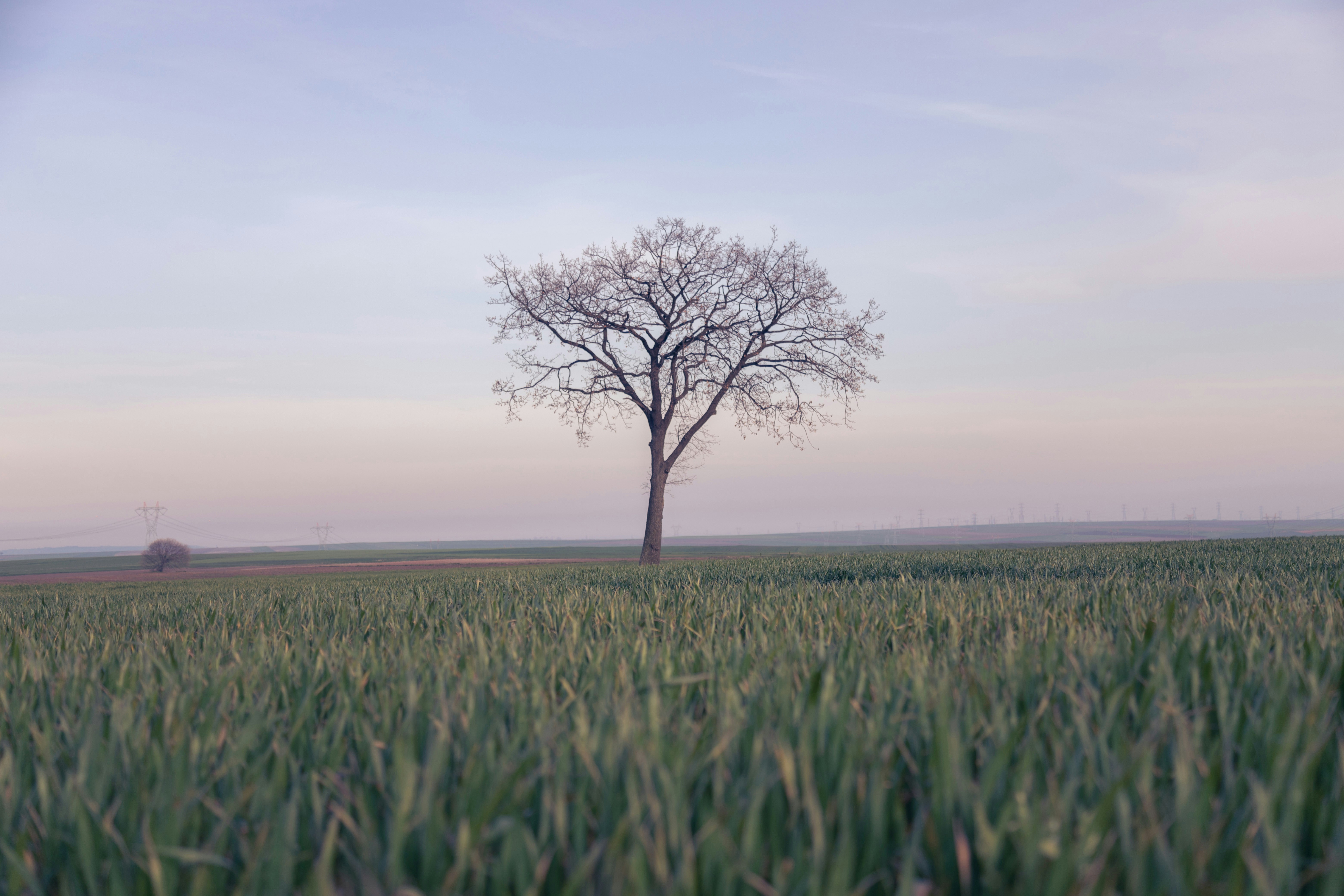 leafless tree on green grass field under white sky during daytime