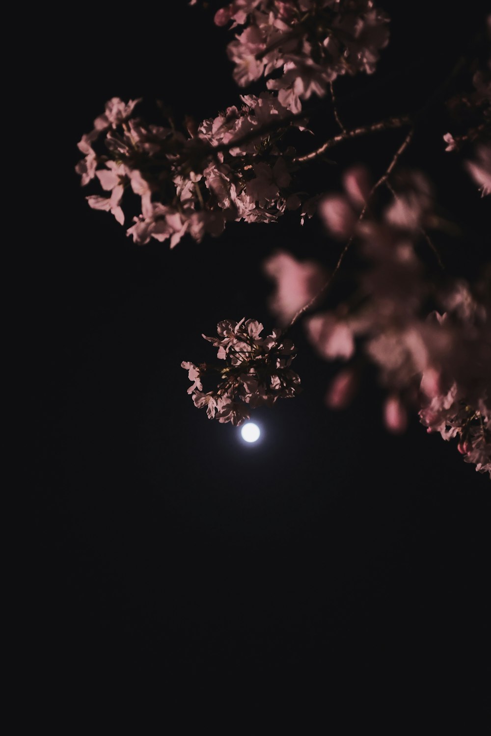 1000+ Night Flower Pictures | Download Free Images on Unsplash
