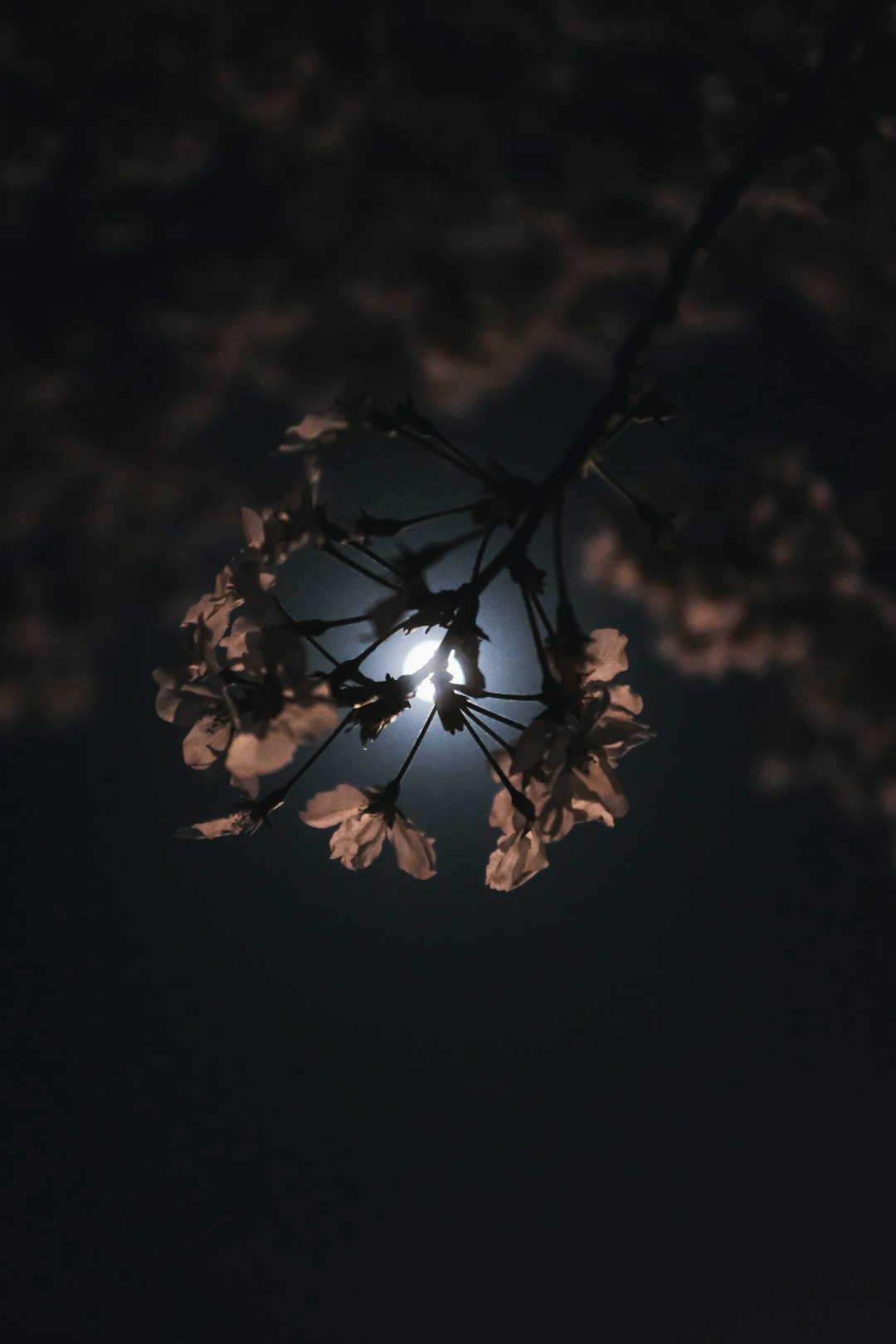 brown leaves in black background