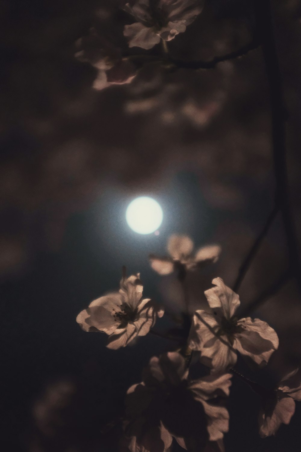 white flower with sun light