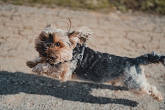 brown and black yorkshire terrier puppy on brown sand during daytime
