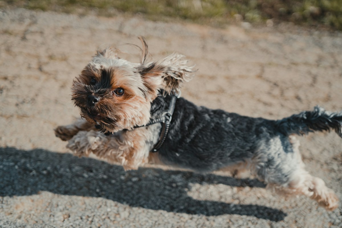 Filhote de Yorkshire Terrier correndo ao ar livre