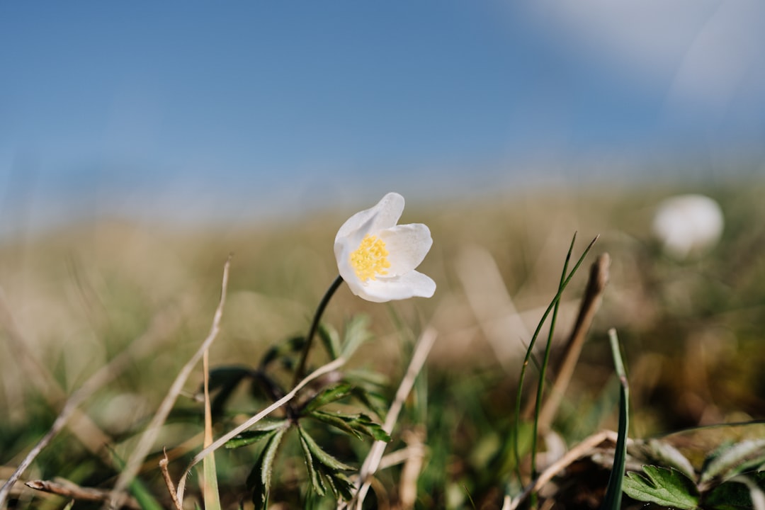 white flower in tilt shift lens