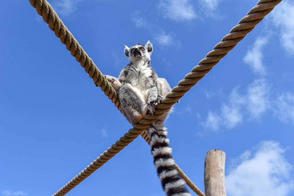 white and black lemur on brown wooden stick during daytime