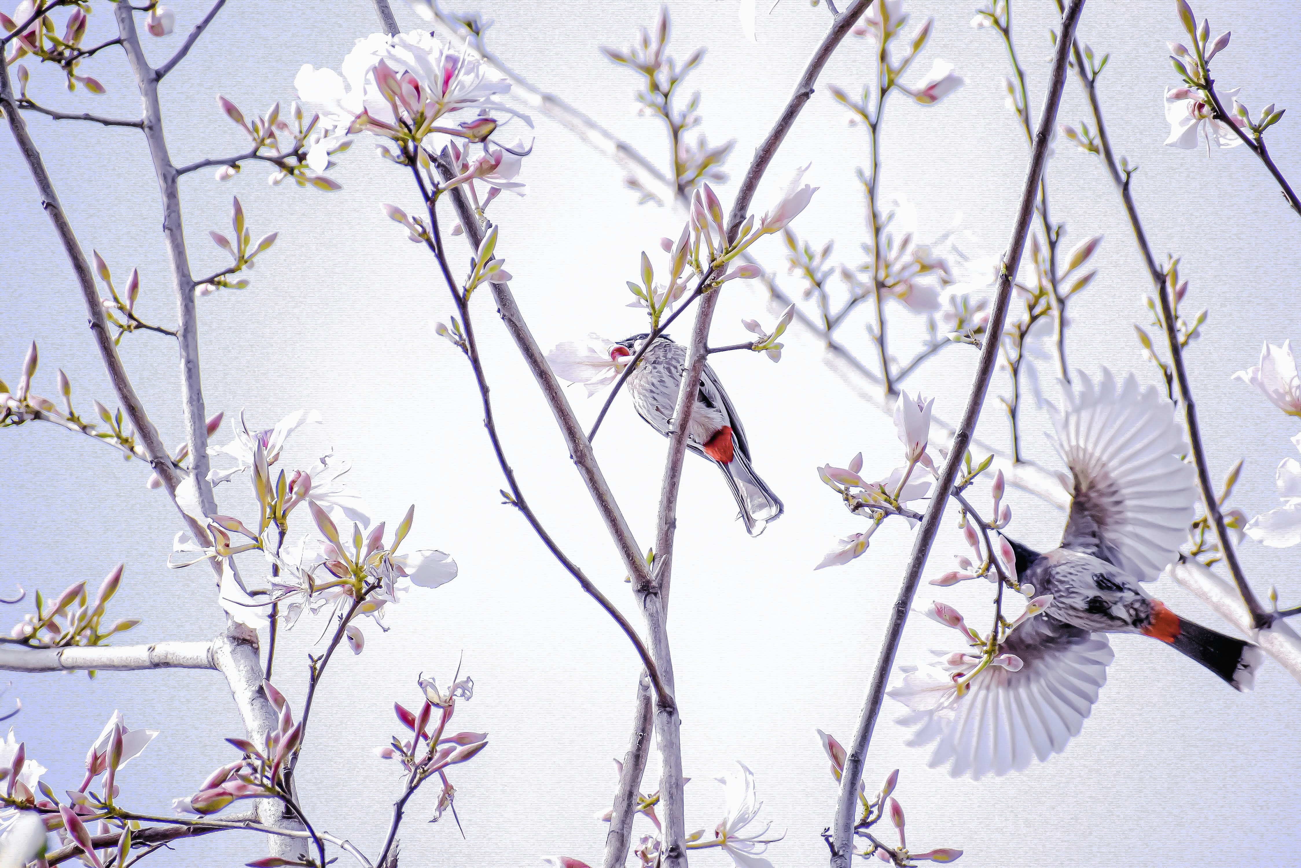 gray and red bird on tree branch during daytime