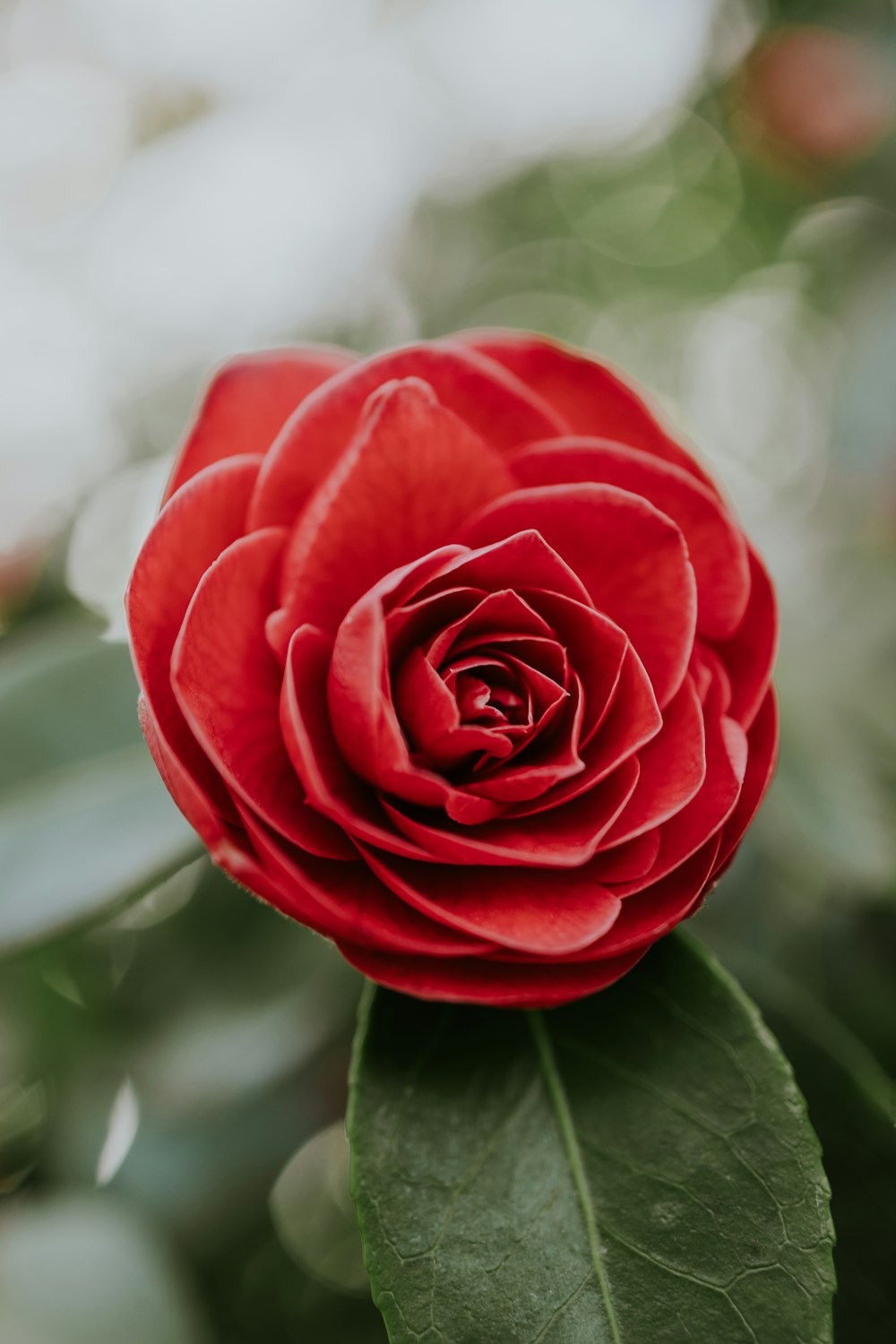 red rose in bloom during daytime