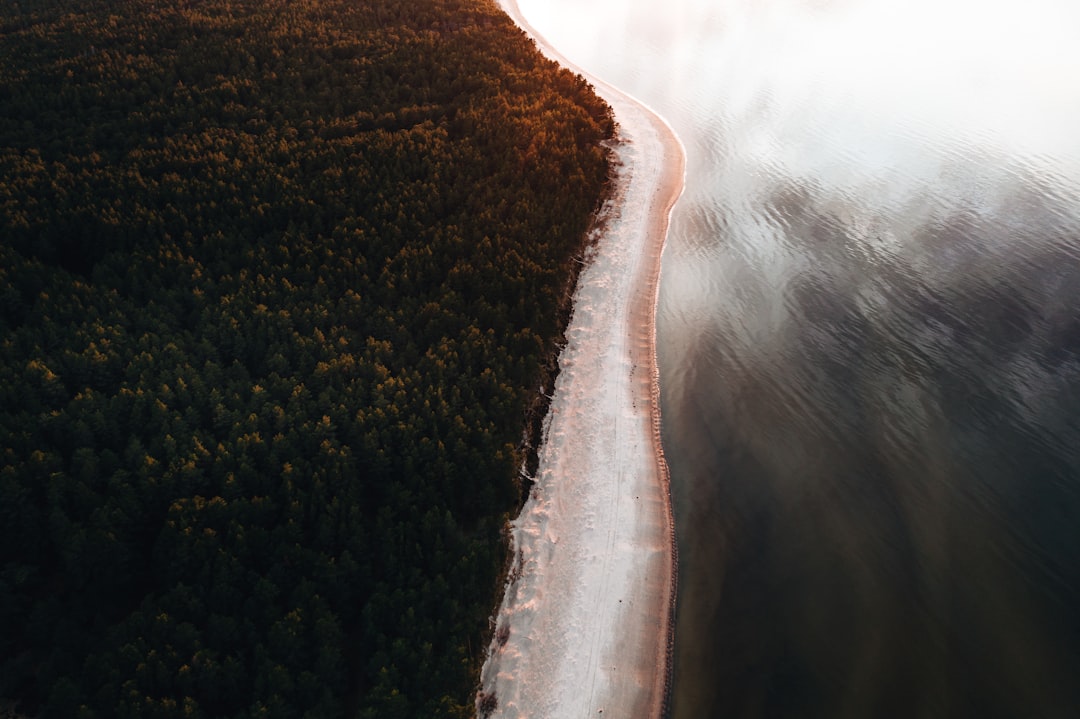 aerial view of river between trees