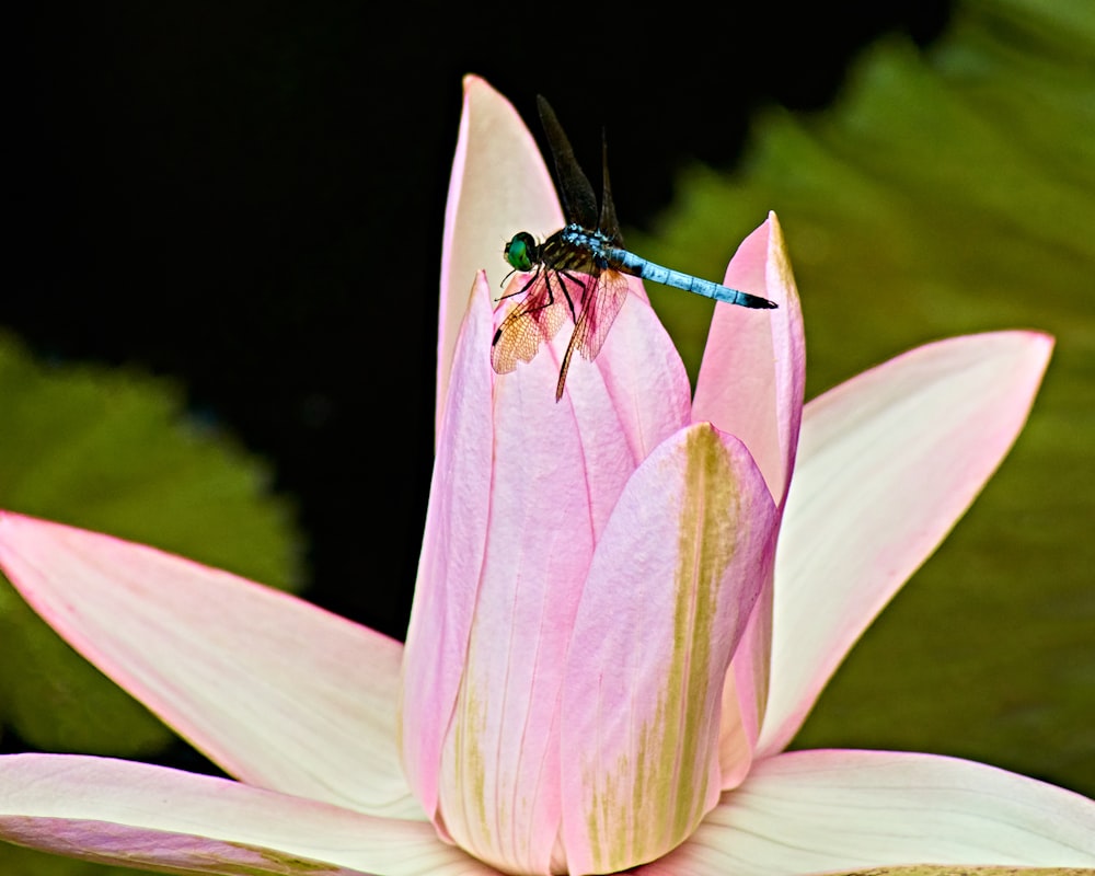 blue and black dragonfly perched on pink flower