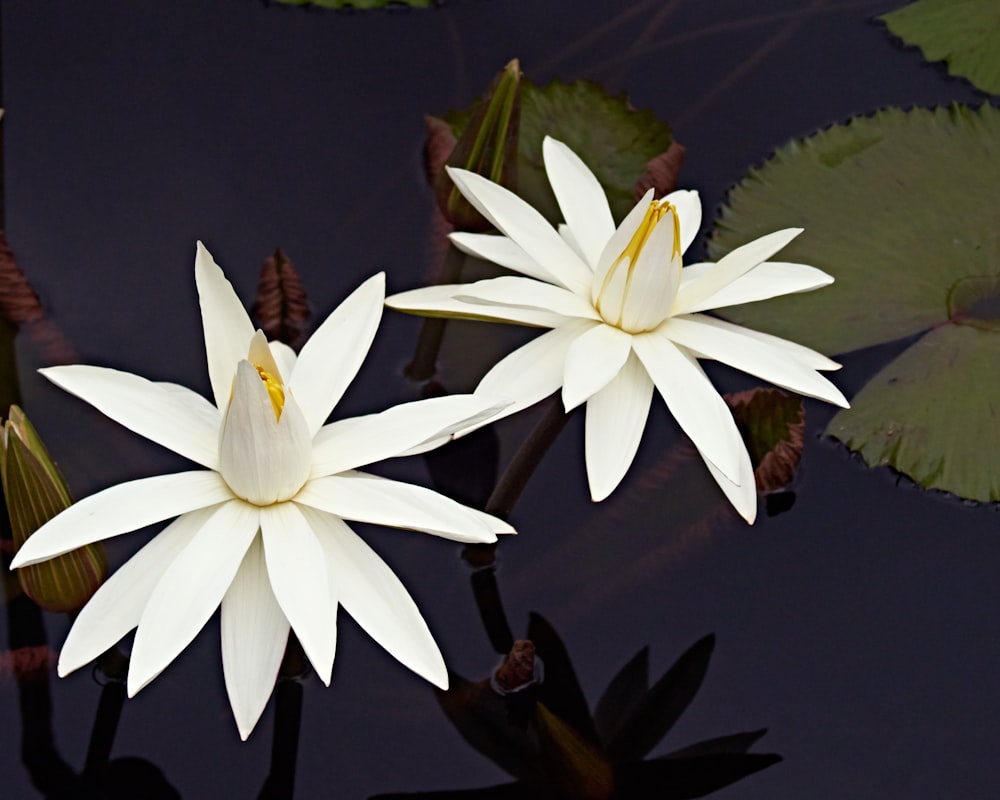 white lotus flower in bloom during daytime