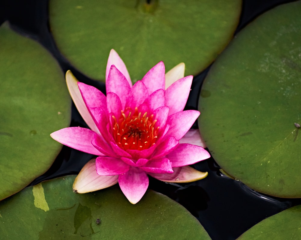 pink lotus flower in bloom