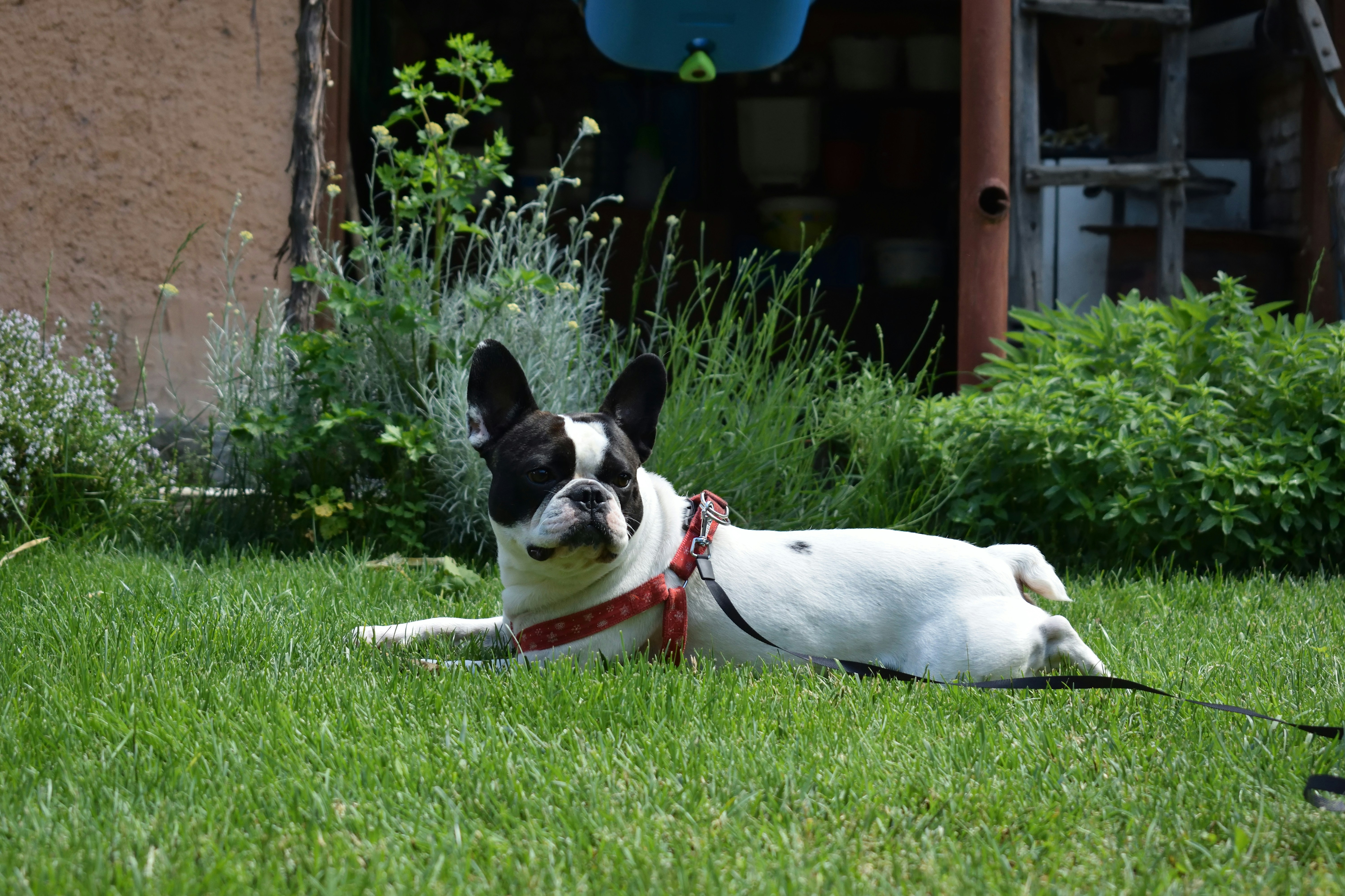 white and black short coated dog on green grass field during daytime
